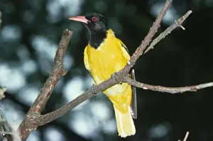 Personal Use Bird Prints Only Prints: Black-haeded Oriole