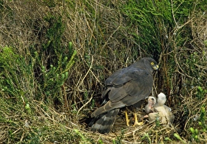 Black Harrier - at nest with chicks Black Harrier - at nest with chicks