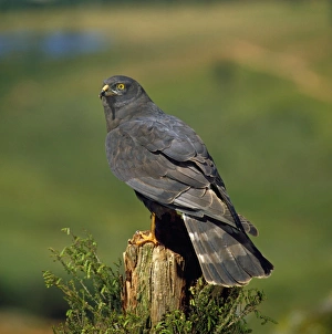 Black Harrier - perched on tree stump Black Harrier - perched on tree stump