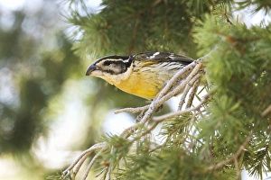 Black-headed Grosbeak - first winter male Black-headed Grosbeak - first winter male