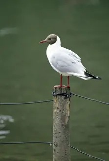Sea Bird Photography Prints: Black-headed Gull