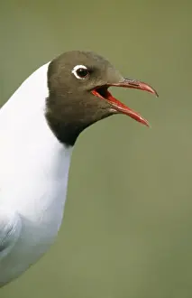 Johan De Meester Artwork Prints: Black-headed Gull Calling