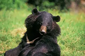 Prints of JR-145 Asiatic Black / Tibetan Black / Himalayan Black / Moon BEAR- CAPTIVE Selenarctos thibetanus (Latin also Ursus thibetanus) Black Bear Prints: Ardea Wildlife Print of Black Himalayan Bear JR-145