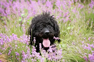 Black labradoodle sitting in field Black labradoodle sitting in field