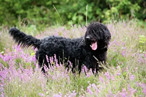 Black labradoodle standing in field Black labradoodle standing in field