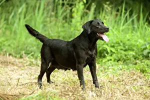 Jean Michel Labat Photography Prints: Black Labrador
