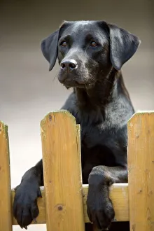 Black Labrador - on hind legs looking over fence Black Labrador - on hind legs looking over fence
