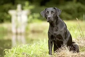 Unique Pet Photography Art Prints: Black Labrador - sitting
