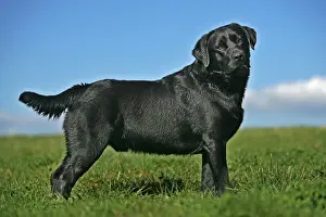 Unique Animal Wall Art Prints: Black Labrador - standing