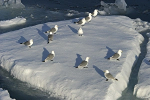 Black-legged Kittiwakes - flock at rest on ice floe Black-legged Kittiwakes - flock at rest on ice floe