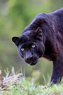 Prints of WAT-16713 Black Leopard Panthera pardus M. Watson Please note that prints are for personal display purposes only and may not be reproduced in any way. Images Dated 2009 June: Black Leopard Print - Panthera pardus