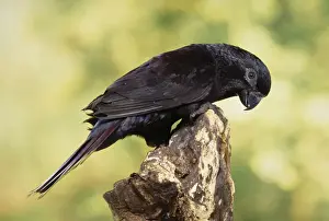 Australian Parrot Species Prints: Black Lory