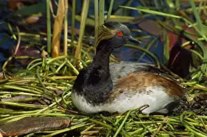 Wildlife Birds Photography Prints: Black-necked / Eared Grebe
