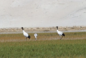 Black-necked / Tibetan Crane - pair in field with chick Black-necked / Tibetan Crane - pair in field with chick
