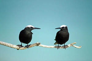 Black Noddy / White-Capped Noddy - Two birds with ocean background Black Noddy / White-Capped Noddy - Two birds with ocean background