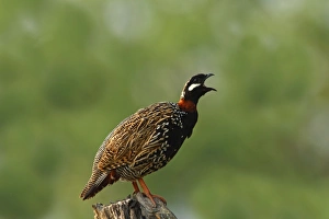 Black Partridge / Francolin calling Black Partridge / Francolin calling