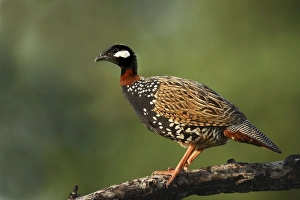 Black Partridge / Francolin - on the perch Black Partridge / Francolin - on the perch