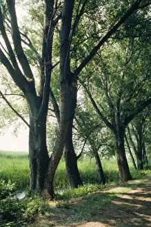 European Forest Scenes Prints: Black Poplars