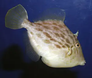 Underwater Marine Life Photos Prints: Black Scraper Triggerfish, reefs northwest Pacific