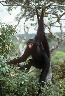 Prints of NG-743 Black Spider Monkey - hanging from tree Roraima, Brazil, South America Images Dated 2010 April: Black Spider Monkey Print - Hanging from a Tree in Roraima, Brazil