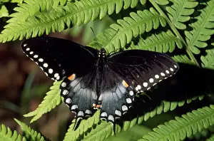 Black Swallowtail Butterfly Prints: Black Swallowtail