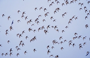 Black-tailed Godwit - Flock in flight Black-tailed Godwit - Flock in flight