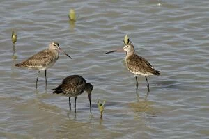 Images Dated 23rd October 2003: Black-tailed Godwits Karumba foreshore, Gulf of Carpentaria, Queensland, Australia
