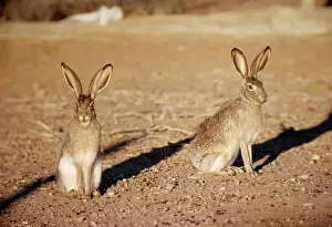 Wildlife Photography Prints: Black-tailed Jackrabbit