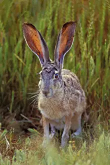 Tom And Pat Leeson Photos Prints: Black-tailed Jackrabbit - In Grass. Mh207 California, USA