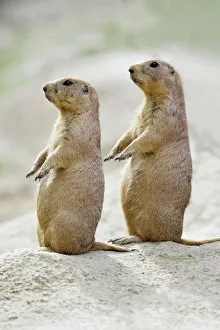 Black-tailed Prairie Dog - pair on alert for danger Black-tailed Prairie Dog - pair on alert for danger