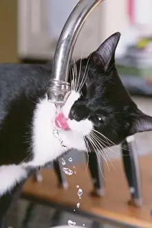 Prints of JD-17604 Black and White CAT - Drinking from tap John Daniels Please note that prints are for personal display purposes only and may not be reproduced in any way. Related Prints: Black and White Cat Print - Drinking from Tap