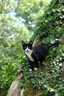 Jean Michel Labat Art Prints: Black and White Cat - in tree