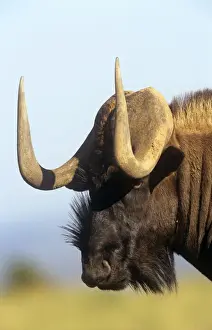 M Watson Photography Prints: Black Wildebeest