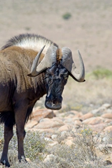 Black Wildebeest / White-tailed Gnu - close up showing face and horn structure Black Wildebeest / White-tailed Gnu - close up showing face and horn structure