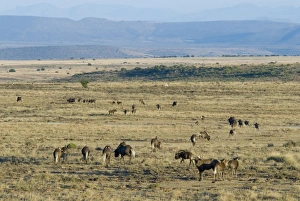 Black Wildebeest / White-tailed Gnu - herd in typical habitat Black Wildebeest / White-tailed Gnu - herd in typical habitat
