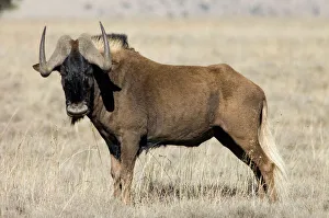 Black Wildebeest / White-tailed Gnu - Mature bull Black Wildebeest / White-tailed Gnu - Mature bull