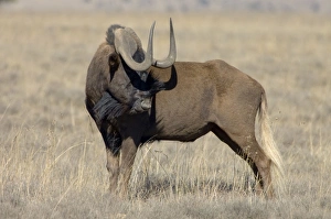 Black Wildebeest / White-tailed Gnu - Mature bull Black Wildebeest / White-tailed Gnu - Mature bull