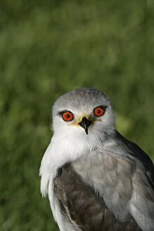 Images Dated 26th October 2003: Black-winged / Black-shouldered Kite