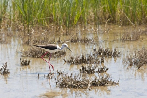 Black winged Stilt - adult feeding in marsh Black winged Stilt - adult feeding in marsh