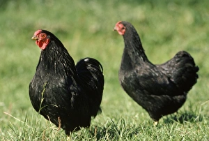 Black Wyandotte Chicken - cock & hen, domestic fowl Black Wyandotte Chicken - cock & hen, domestic fowl