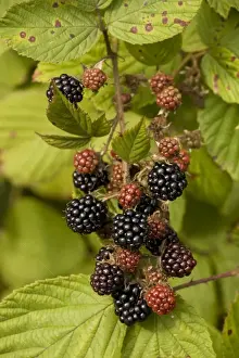 Blackberry Fruit Prints: Blackberries in fruit
