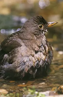 Prints of CK-2025 Blackbird UK Turdus merula Chris Knights Please note that prints are for personal display purposes only and may not be reproduced in any way. Images Dated 2006 January: Blackbird Print, Turdus merula
