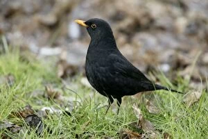 Images Dated 27th February 2004: Blackbird - Male on alert Norfolk UK