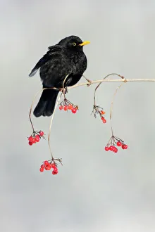 Blackbird - male on branch of Guelder Rose bush in winter Blackbird - male on branch of Guelder Rose bush in winter