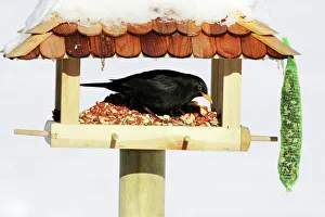 Blackbird - male feeding at bird table in winter Blackbird - male feeding at bird table in winter