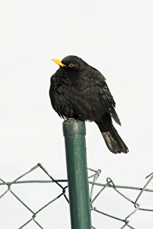 Blackbird - male sitting on garden fence post in winter Blackbird - male sitting on garden fence post in winter