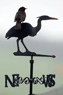 Images Dated 27th May 2005: Blackbird - Male sitting on 'Heron' weather-vane Northumberland, England
