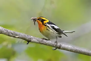 Personal Use Bird Prints Only Prints: Blackburnian Warbler