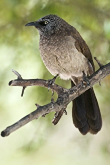 Blackfaced Babbler - perched on branch - uncommon localised resident Blackfaced Babbler - perched on branch - uncommon localised resident