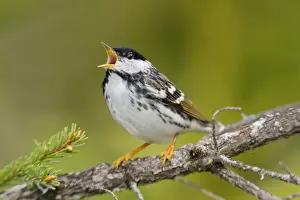 Personal Use Bird Prints: Blackpoll Warbler